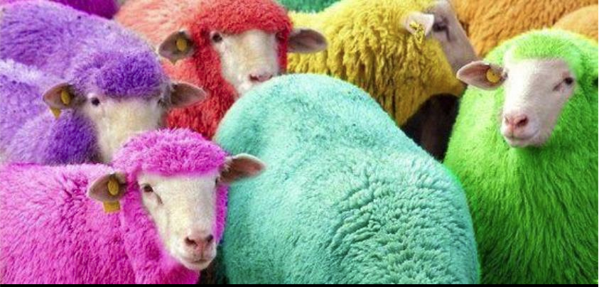 Des couleurs, des moutons